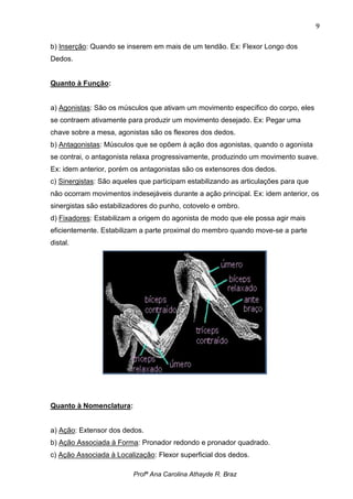 9

b) Inserção: Quando se inserem em mais de um tendão. Ex: Flexor Longo dos
Dedos.


Quanto à Função:


a) Agonistas: São os músculos que ativam um movimento específico do corpo, eles
se contraem ativamente para produzir um movimento desejado. Ex: Pegar uma
chave sobre a mesa, agonistas são os flexores dos dedos.
b) Antagonistas: Músculos que se opõem à ação dos agonistas, quando o agonista
se contrai, o antagonista relaxa progressivamente, produzindo um movimento suave.
Ex: idem anterior, porém os antagonistas são os extensores dos dedos.
c) Sinergistas: São aqueles que participam estabilizando as articulações para que
não ocorram movimentos indesejáveis durante a ação principal. Ex: idem anterior, os
sinergistas são estabilizadores do punho, cotovelo e ombro.
d) Fixadores: Estabilizam a origem do agonista de modo que ele possa agir mais
eficientemente. Estabilizam a parte proximal do membro quando move-se a parte
distal.




Quanto à Nomenclatura:


a) Ação: Extensor dos dedos.
b) Ação Associada à Forma: Pronador redondo e pronador quadrado.
c) Ação Associada à Localização: Flexor superficial dos dedos.

                          Profª Ana Carolina Athayde R. Braz
 