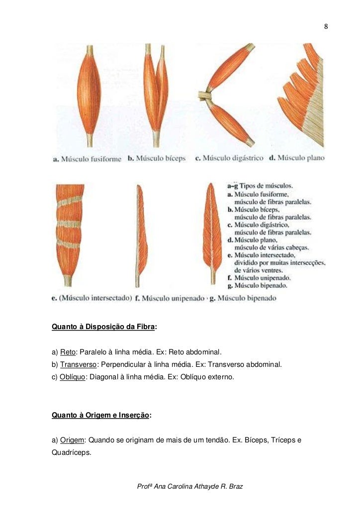 A Classificação Das Fibras Musculares Em Vermelhas