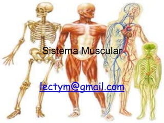 Sistema Muscularlectym@gmail.com 