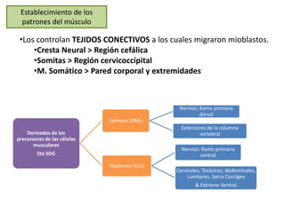 Establecimiento de los
 patrones del músculo

 •Los controlan TEJIDOS CONECTIVOS a los cuales migraron mioblastos.
     •Cresta Neural > Región cefálica
     •Somitas > Región cervicoccípital
     •M. Somático > Pared corporal y extremidades



                                               Nervios: Ramo primario
                                                        dorsal
                             Epímero (DML)
                                                Extensores de la columna
    Derivados de los                                   vertebral
precursores de las células
       musculares
                                                Nervios: Ramo primario
        5ta SDG                                         ventral
                             Hipómero (VLL)
                                              Cervicales, Torácicos, Abdominales,
                                                  Lumbares, Sacra Coccígea
                                                      & Extremo Ventral
 
