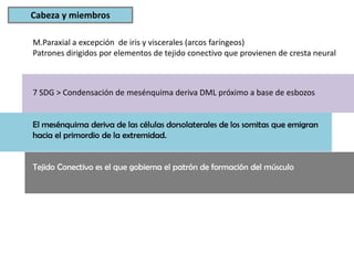 Cabeza y miembros

M.Paraxial a excepción de iris y viscerales (arcos faríngeos)
Patrones dirigidos por elementos de tejido conectivo que provienen de cresta neural



7 SDG > Condensación de mesénquima deriva DML próximo a base de esbozos


El mesénquima deriva de las células dorsolaterales de los somitas que emigran
hacia el primordio de la extremidad.


Tejido Conectivo es el que gobierna el patrón de formación del músculo
 