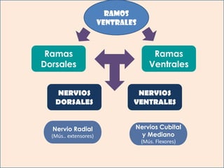 ESBOZOS DE LAS EXTREMIDADES
  Y SUS SEGMENTOS RAMOS
                  DE ORIGEN INDICADOS
                          VENTRALES
 Esbozo de                                     Esbozo de
extremidad                                    extremidad
  superior                                      superior
     Ramas
(5 semanas)                                Ramas
                                              (6 semanas)
  Dorsales                               Ventrales


      NERVIOS                      NERVIOS
      DORSALES                    VENTRALES
                                          Esbozos de
                                        extremidades
     Nervio Radial                Nervios(7 semanas)
                                          Cubital
     (Mús.. extensores)            y Mediano
                                      (Mús. Flexores)
 
