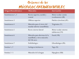 Orígenes de los
                   MÚSCULOS CREANEOFACIALES
OrigenMesodérmico      Músculos                       Inervación

Somitómeras 1, 2       Rectos superior, medial y      Motor ocular común
                       ventral                        (oculomotor) (III)
Somitómera 3           Oblicuo superior               Patético (troclear) (IV)

Somitómera 4           Músculos para el cierre del    Trigémino (V)
                       maxilar inferior (mandíbula)
Somitómera 5           Recto externo lateral          Motor ocular externo
                                                      (abducens) (VI)
Somitómera 6           Músculos para abertura de la   Facial (VII)
                       mandíbula y otros músculos
                       del 2do arco
Somitómera 7           Estilofaríngeo                 Glosofaríngeo (IX)

Somitas 1, 2           Laríngeos intrínsecos          Vago (X)

Somitas 2- 5           Músculos de la lengua          Hipogloso (XII)
 