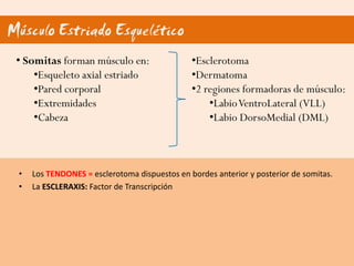 Músculo Estriado Esquelético
 • Somitas forman músculo en:                  •Esclerotoma
     •Esqueleto axial estriado                 •Dermatoma
     •Pared corporal                           •2 regiones formadoras de músculo:
     •Extremidades                                 •Labio VentroLateral (VLL)
     •Cabeza                                       •Labio DorsoMedial (DML)



 •   Los TENDONES = esclerotoma dispuestos en bordes anterior y posterior de somitas.
 •   La ESCLERAXIS: Factor de Transcripción
 