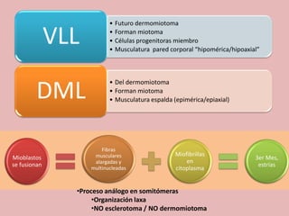 • Futuro dermomiotoma

              VLL          • Forman miotoma
                           • Células progenitoras miembro
                           • Musculatura pared corporal “hipomérica/hipoaxial”




         DML
                           • Del dermomiotoma
                           • Forman miotoma
                           • Musculatura espalda (epimérica/epiaxial)




                        Fibras
                     musculares                   Miofibrillas
Mioblastos                                                                  3er Mes,
                     alargadas y                      en
se fusionan                                                                  estrías
                    multinucleadas                citoplasma


                •Proceso análogo en somitómeras
                     •Organización laxa
                     •NO esclerotoma / NO dermomiotoma
 