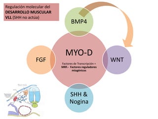 Regulación molecular del
DESARROLLO MUSCULAR
VLL (SHH no actúa)
                                  BMP4



                              MYO-D
               FGF         Factores de Transcripción =
                                                         WNT
                           MRF.- Factores reguladores
                                  miogénicos




                                 SHH &
                                 Nogina
 