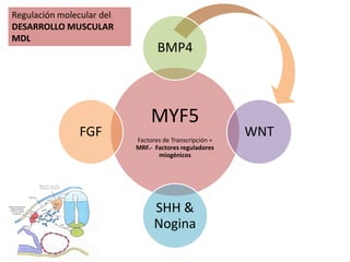 Regulación molecular del
DESARROLLO MUSCULAR
MDL
                                  BMP4



                                MYF5
               FGF         Factores de Transcripción =
                                                         WNT
                           MRF.- Factores reguladores
                                  miogénicos




                                 SHH &
                                 Nogina
 