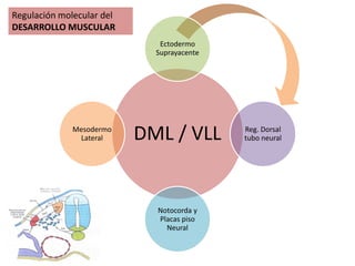 Regulación molecular del
DESARROLLO MUSCULAR
                              Ectodermo
                             Suprayacente




              Mesodermo
               Lateral     DML / VLL        Reg. Dorsal
                                            tubo neural




                             Notocorda y
                             Placas piso
                               Neural
 