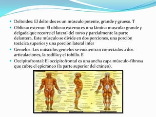 Deltoides: El deltoides es un músculo potente, grande y grueso. T
 Oblicuo externo: El oblicuo externo es una lámina muscular grande y
  delgada que recorre el lateral del torso y parcialmente la parte
  delantera. Este músculo se divide en dos porciones, una porción
  torácica superior y una porción lateral infer
 Gemelos: Los músculos gemelos se encuentran conectados a dos
  articulaciones, la rodilla y el tobillo. E
 Occipitofrontal: El occipitofrontal es una ancha capa músculo-fibrosa
  que cubre el epicráneo (la parte superior del cráneo).
 