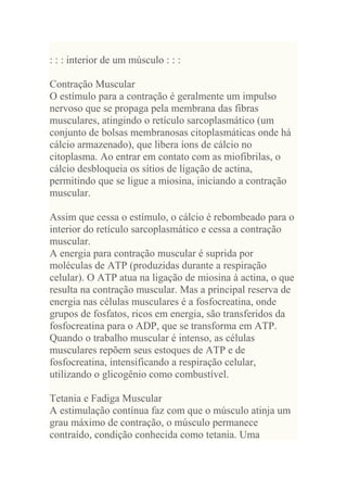 : : : interior de um músculo : : :

Contração Muscular
O estímulo para a contração é geralmente um impulso
nervoso que se propaga pela membrana das fibras
musculares, atingindo o retículo sarcoplasmático (um
conjunto de bolsas membranosas citoplasmáticas onde há
cálcio armazenado), que libera íons de cálcio no
citoplasma. Ao entrar em contato com as miofibrilas, o
cálcio desbloqueia os sítios de ligação de actina,
permitindo que se ligue a miosina, iniciando a contração
muscular.

Assim que cessa o estímulo, o cálcio é rebombeado para o
interior do retículo sarcoplasmático e cessa a contração
muscular.
A energia para contração muscular é suprida por
moléculas de ATP (produzidas durante a respiração
celular). O ATP atua na ligação de miosina à actina, o que
resulta na contração muscular. Mas a principal reserva de
energia nas células musculares é a fosfocreatina, onde
grupos de fosfatos, ricos em energia, são transferidos da
fosfocreatina para o ADP, que se transforma em ATP.
Quando o trabalho muscular é intenso, as células
musculares repõem seus estoques de ATP e de
fosfocreatina, intensificando a respiração celular,
utilizando o glicogênio como combustível.

Tetania e Fadiga Muscular
A estimulação contínua faz com que o músculo atinja um
grau máximo de contração, o músculo permanece
contraído, condição conhecida como tetania. Uma
 