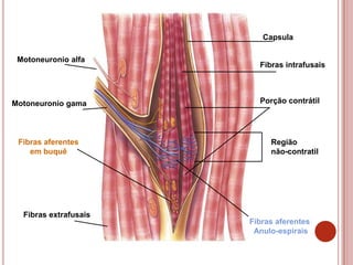 Sistema muscular