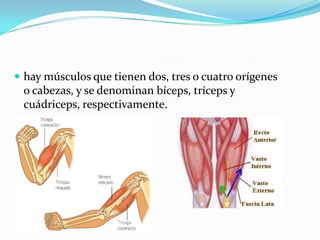  hay músculos que tienen dos, tres o cuatro orígenes
o cabezas, y se denominan bíceps, tríceps y
cuádriceps, respectivamente.
 