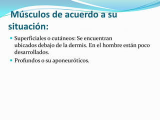 Músculos de acuerdo a su
situación:
 Superficiales o cutáneos: Se encuentran
ubicados debajo de la dermis. En el hombre están poco
desarrollados.
 Profundos o su aponeuróticos.
 