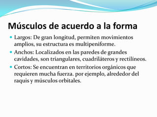  Largos: De gran longitud, permiten movimientos
amplios, su estructura es multipeniforme.
 Anchos: Localizados en las paredes de grandes
cavidades, son triangulares, cuadriláteros y rectilíneos.
 Cortos: Se encuentran en territorios orgánicos que
requieren mucha fuerza. por ejemplo, alrededor del
raquis y músculos orbitales.
Músculos de acuerdo a la forma
 
