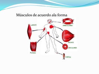Músculos de acuerdo ala forma
 