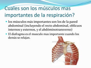 Cuales son los músculos mas
importantes de la respiración?
 los músculos más importantes son los de la pared
abdominal (incluyendo el recto abdominal, oblicuos
internos y externos, y el abdóminotransverso)
 El diafragma es el musculo mas importante cuando los
demás se relajan.
 