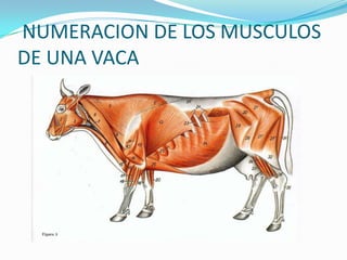 NUMERACION DE LOS MUSCULOS
DE UNA VACA
 