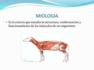MIOLOGIA
 Es la ciencia que estudia la estructura, conformación y
funcionamiento de los músculos de un organismo
 
