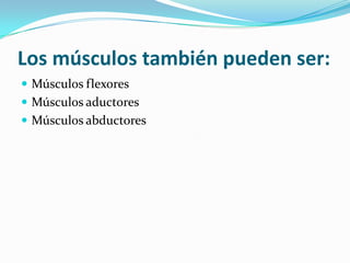 Los músculos también pueden ser:
 Músculos flexores
 Músculos aductores
 Músculos abductores
 