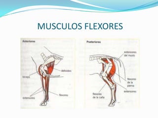 MUSCULOS FLEXORES
 