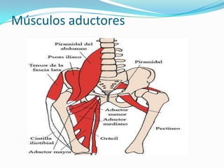 Músculos aductores
 