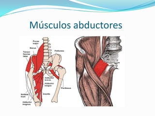 Músculos abductores
 