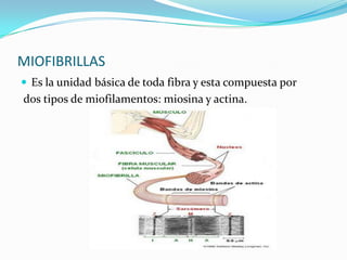 MIOFIBRILLAS
 Es la unidad básica de toda fibra y esta compuesta por
dos tipos de miofilamentos: miosina y actina.
 
