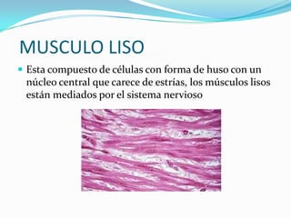 MUSCULO LISO
 Esta compuesto de células con forma de huso con un
núcleo central que carece de estrías, los músculos lisos
están mediados por el sistema nervioso
 