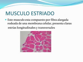 MUSCULO ESTRIADO
 Este musculo esta compuesto por fibra alargada
rodeada de una membrana celular, presenta claras
estrías longitudinales y transversales
 