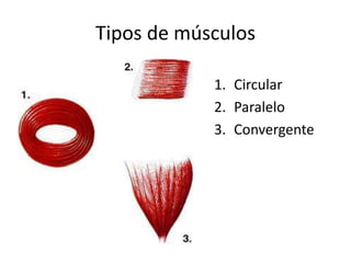 Tipos de músculos
1. Circular
2. Paralelo
3. Convergente
 