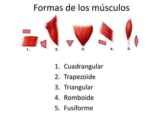 Formas de los músculos
1. Cuadrangular
2. Trapezoide
3. Triangular
4. Romboide
5. Fusiforme
 