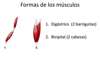 1. Digástrico (2 barriguitas)
2. Bicipital (2 cabezas)
Formas de los músculos
 