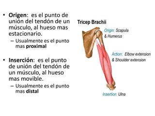 • Origen: es el punto de
unión del tendón de un
músculo, al hueso mas
estacionario.
– Usualmente es el punto
mas proximal
• Inserción: es el punto
de unión del tendón de
un músculo, al hueso
mas movible.
– Usualmente es el punto
mas distal
 