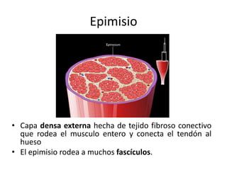 Epimisio
• Capa densa externa hecha de tejido fibroso conectivo
que rodea el musculo entero y conecta el tendón al
hueso
• El epimisio rodea a muchos fascículos.
 