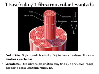 1 Fascículo y 1 fibra muscular levantada
• Endomisio: Separa cada fascículo. Tejido conectivo laxo. Rodea a
muchos sarcolemas.
• Sarcolema: Membrana plasmática muy fina que envuelve (rodea)
por completo a una fibra muscular.
 