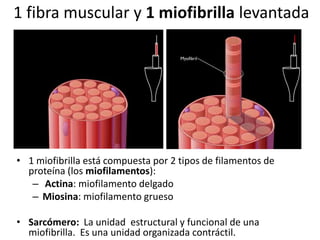 1 fibra muscular y 1 miofibrilla levantada
• 1 miofibrilla está compuesta por 2 tipos de filamentos de
proteína (los miofilamentos):
– Actina: miofilamento delgado
– Miosina: miofilamento grueso
• Sarcómero: La unidad estructural y funcional de una
miofibrilla. Es una unidad organizada contráctil.
 