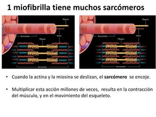 1 miofibrilla tiene muchos sarcómeros
• Cuando la actina y la miosina se deslizan, el sarcómero se encoje.
• Multiplicar esta acción millones de veces, resulta en la contracción
del músculo, y en el movimiento del esqueleto.
 