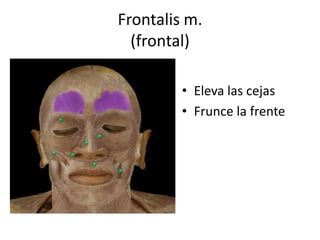 Frontalis m.
(frontal)
• Eleva las cejas
• Frunce la frente
 