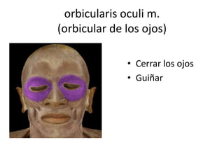 orbicularis oculi m.
(orbicular de los ojos)
• Cerrar los ojos
• Guiñar
 