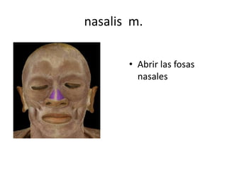 nasalis m.
• Abrir las fosas
nasales
 
