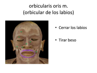 orbicularis oris m.
(orbicular de los labios)
• Cerrar los labios
• Tirar beso
 
