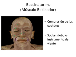 Buccinator m.
(Músculo Bucinador)
• Compresión de los
cachetes
• Soplar globo o
instrumento de
viento
 