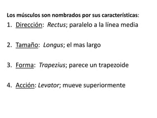 Los músculos son nombrados por sus características:
1. Dirección: Rectus; paralelo a la línea media
2. Tamaño: Longus; el mas largo
3. Forma: Trapezius; parece un trapezoide
4. Acción: Levator; mueve superiormente
 