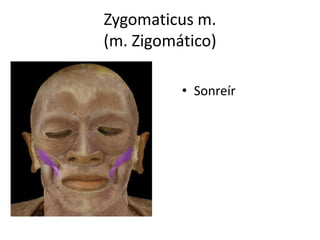 Zygomaticus m.
(m. Zigomático)
• Sonreír
 