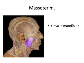 Masseter m.
• Eleva la mandíbula
 
