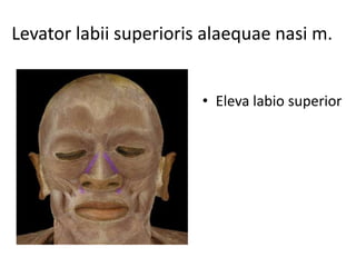 Levator labii superioris alaequae nasi m.
• Eleva labio superior
 