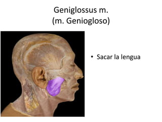 Geniglossus m.
(m. Geniogloso)
• Sacar la lengua
 