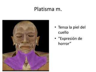 Platisma m.
• Tensa la piel del
cuello
• “Expresión de
horror”
 