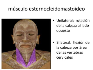 músculo esternocleidomastoideo
• Unilateral: rotación
de la cabeza al lado
opuesto
• Bilateral: flexión de
la cabeza por área
de las vertebras
cervicales
 