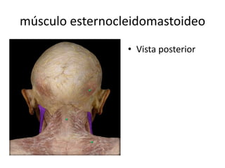 músculo esternocleidomastoideo
• Vista posterior
 